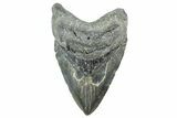 Fossil Megalodon Tooth - North Carolina #365011-1